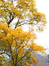 �������ͼ